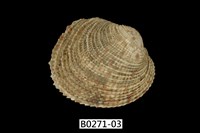 藏品(網目簾蛤)的圖片